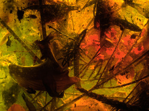 Still Life (Orchid)