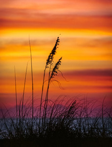 Beachgrass Sunset (St. Petersburg, FL)