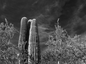 Arizona Desert