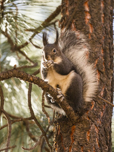 Abert's Squirrel