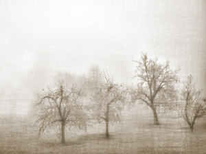 Morning Haze in Champagne | France