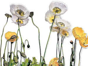 Poppies​​​​​​​