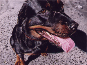 Black Dog