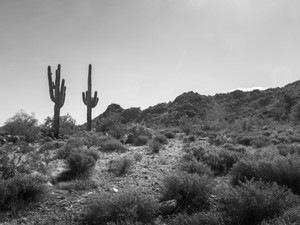 Arizona Desert​​​​​