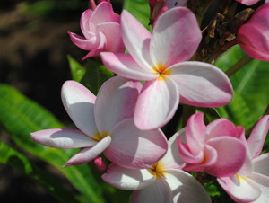 Pink Pansy Plumeria