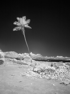 Lone Palm​