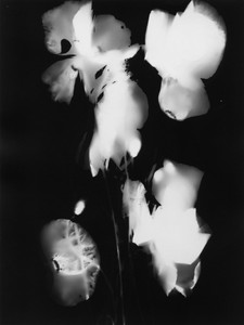 Press_Them_Flowers