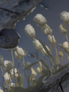 Memory of Spring