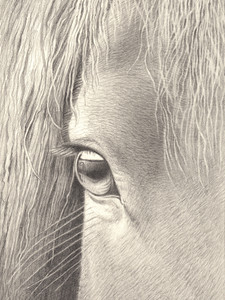 Horse Eye
