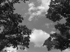 untitled (L1600891)