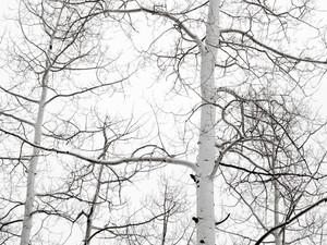 Aspen Ideals​​