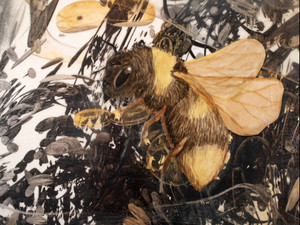 Bumblebee​​