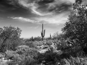 Arizona Desert​​​​