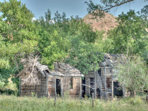 Backwoods Homestead
