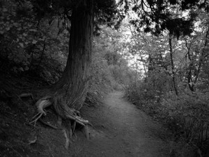 Gnarled Roots/Desolation Trail