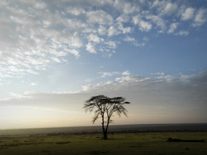 Acacia
