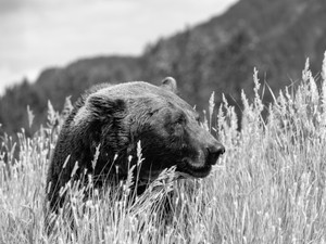 Brown Bear in Mountains B&W