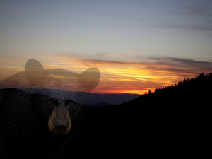 Black Bear Sunset