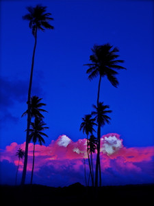 Blue Palms
