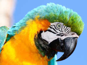 Blue and Gold Macaw
