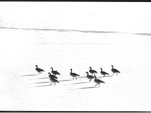 B&W Geese-“California Dreamin”