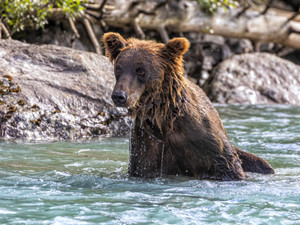 Bear Bath​