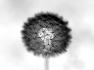 The Introverted Dandelion