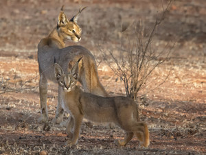Caracal Cats  7301