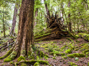 Fallen Tree​
