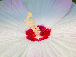 Hibiscus Dancer