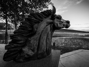 Bronze Horse Black & White