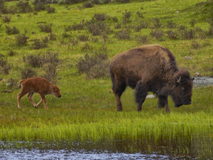 Bison Family