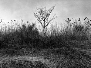 Dead Horse Bay, New York