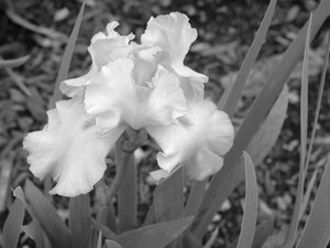 Bearded Iris