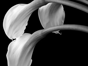 Calla Lilies 1