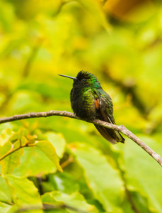 Black-bellied Hummingbird