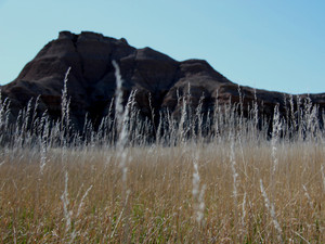 Fields of Gold​​