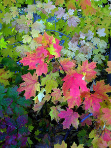Fall Leaves 14
