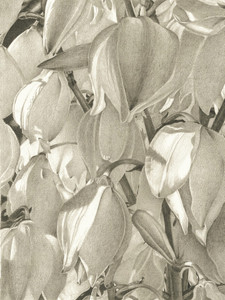 BLOSSOM​​​