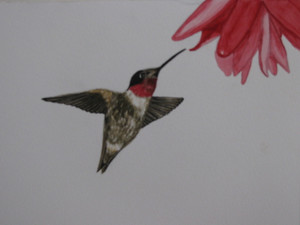 Ruby Throated Hummingbird