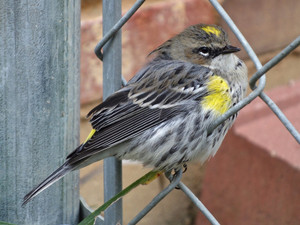 A Little Warbler on a Fence