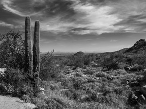 Arizona Desert​​​