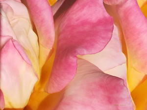 Rose 1​