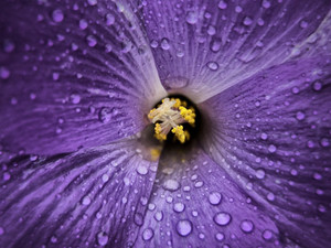 Beautiful Rain