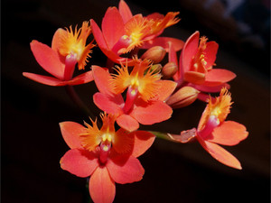 Orchids Aglow