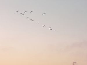 Scenes of the Golden Gate