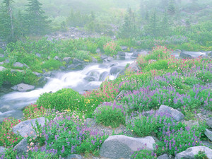 Alpine Meadow and Creek