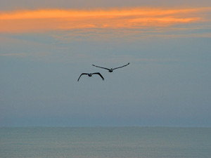 2 Pelicans Cruising