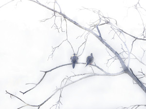 Doves in Love​​