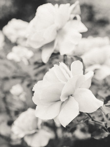 Garden Roses
